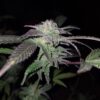 Sweet Saber [DJ Short Blueberry x Secret Genetic]