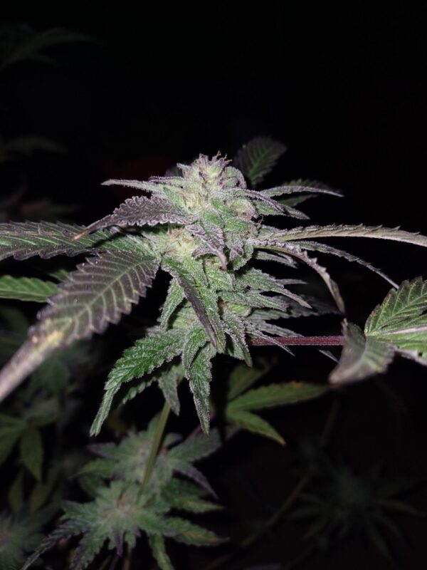Sweet Saber [DJ Short Blueberry x Secret Genetic]