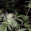 Sweet Saber [DJ Short Blueberry x Secret Genetic]