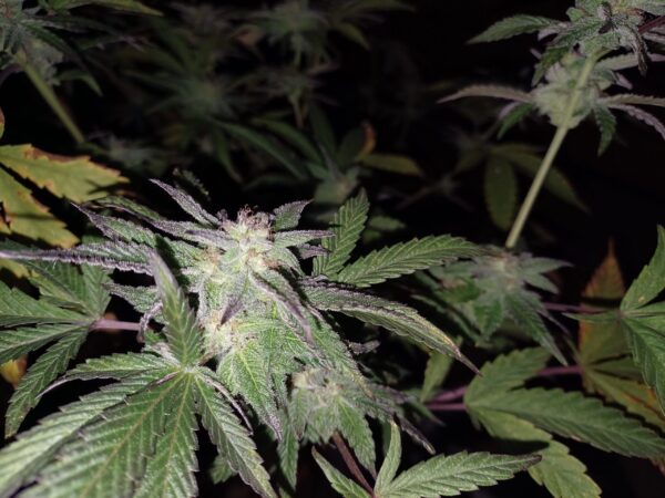 Sweet Saber [DJ Short Blueberry x Secret Genetic]