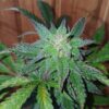 Sweet Saber [DJ Short Blueberry x Secret Genetic]