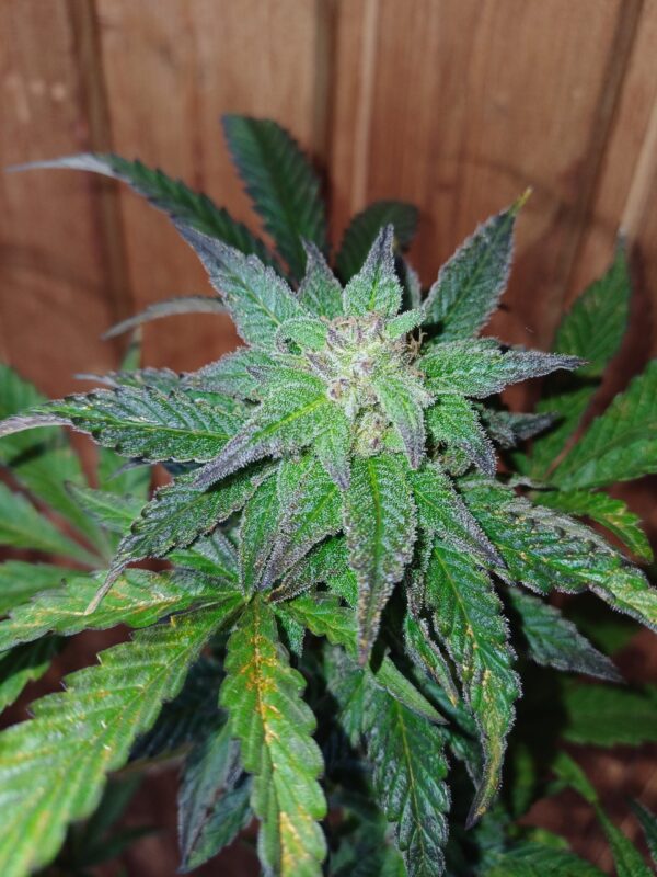 Sweet Saber [DJ Short Blueberry x Secret Genetic]