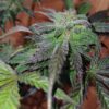 Sweet Saber [DJ Short Blueberry x Secret Genetic]