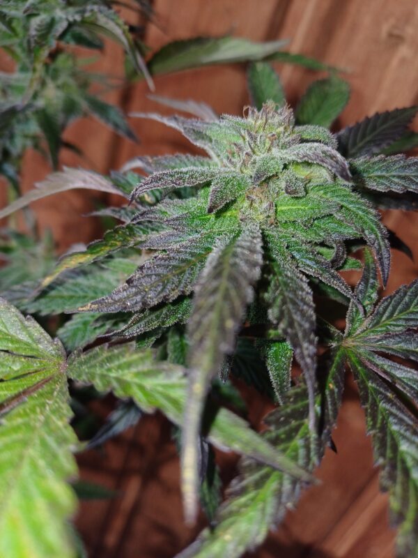 Sweet Saber [DJ Short Blueberry x Secret Genetic]